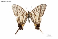 藏品(劍鳳蝶)的圖片